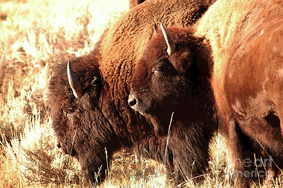 Buffalo Couple in Yellowstone Photograph by Rose De Dan