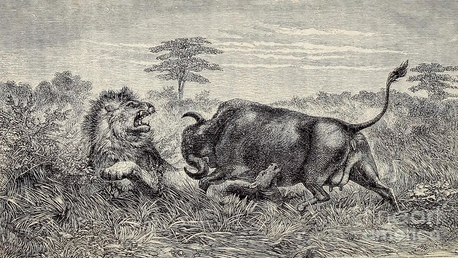 Buffalo Cow defending her Calf e1 Drawing by Historic illustrations ...