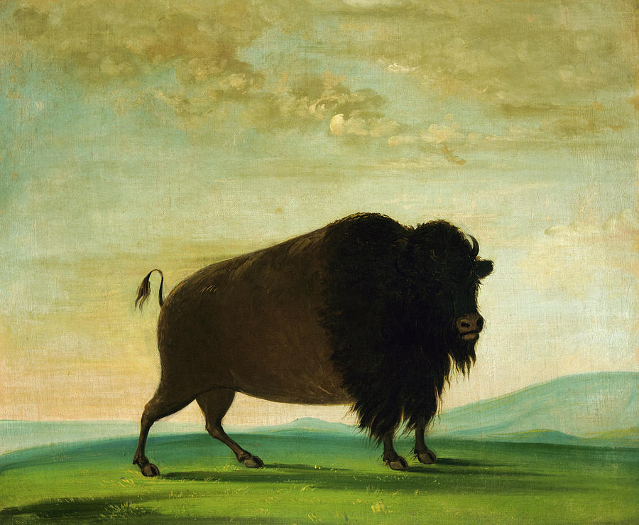 George Catlin Painting - Buffalo Cow, Grazing on the Prairie, 1833 by George Catlin