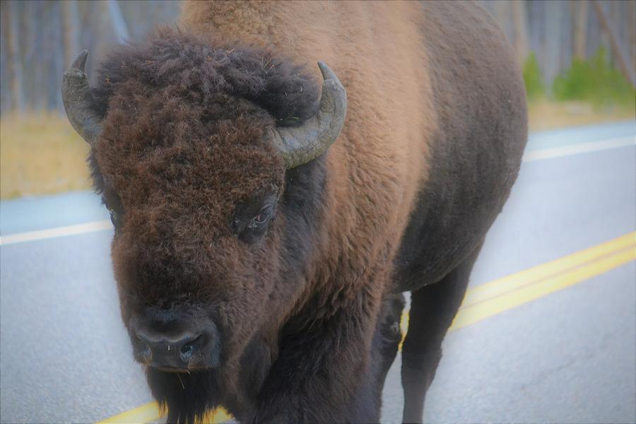 Buffalo Dream Photograph by Alden White Ballard