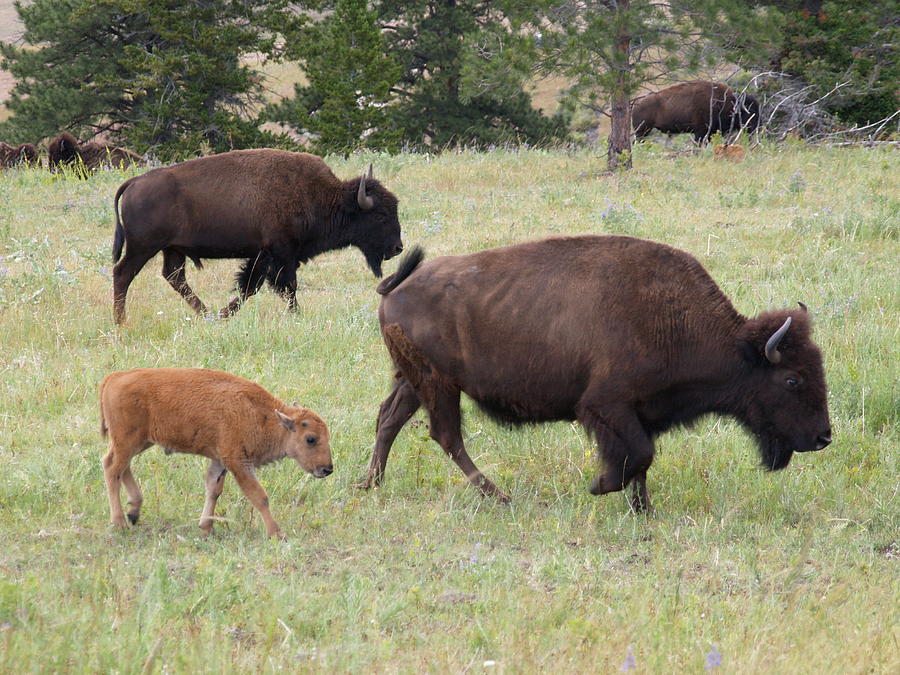 Buffalo Family Photograph by Tara Krauss