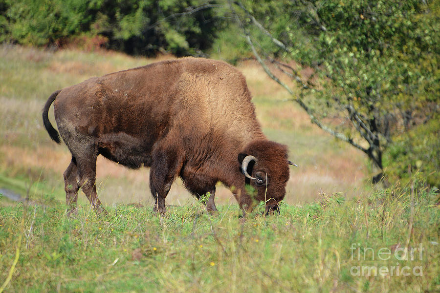 Buffalo Grazing Photograph by Cindy Manero