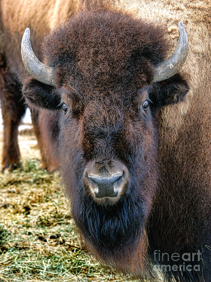 Bison Photograph - Buffalo Head by Olivier Le Queinec