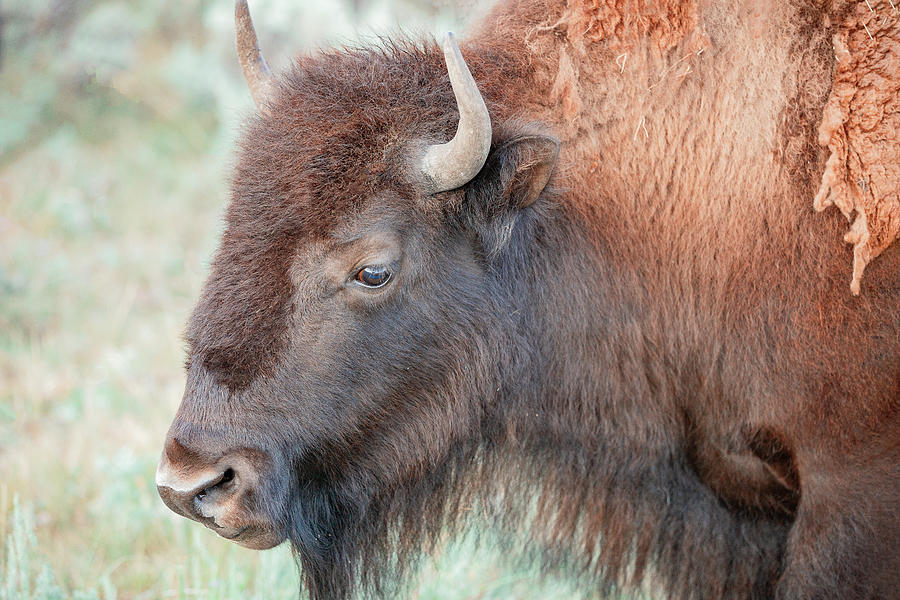 Buffalo Head Photograph by Todd Klassy