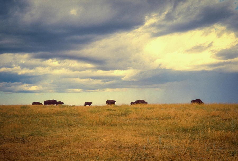 Buffalo Herd Horizon Photograph by Gordon James