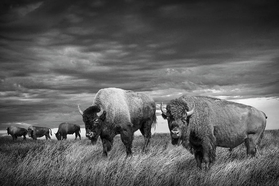 Buffalo Herd On The Prairie In Black And White Photograph