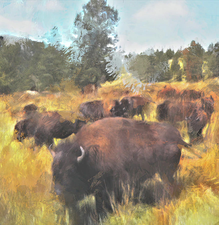 Buffalo in custer State Park Digital Art by Cathy Anderson