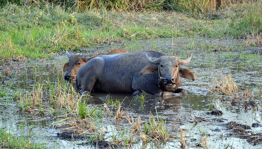 Buffalo In Muddy Place Photograph by Pedphoto36pm