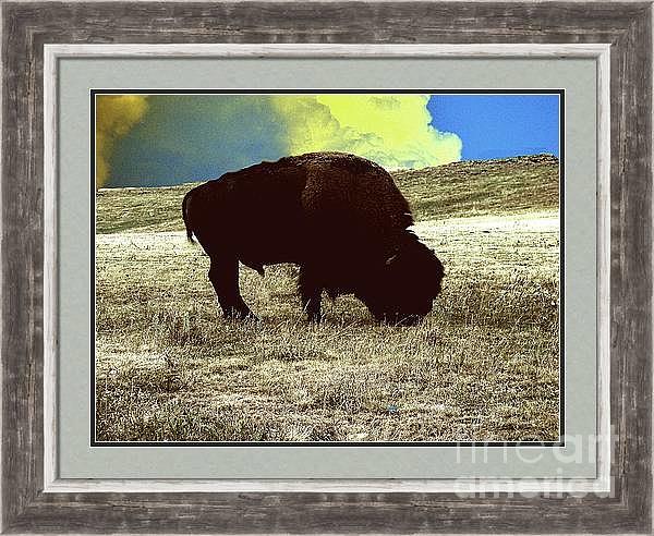 Buffalo In Silhouette Framed Digital Art by Linda Cox