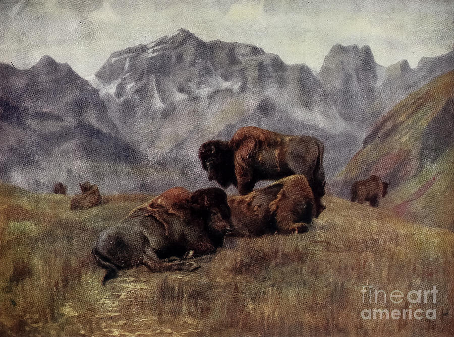 Buffalo In Summer Time On Bow Range Near Banff Q2 Painting By   Buffalo In Summer Time On Bow Range Near Banff Q2 Historic Illustrations 