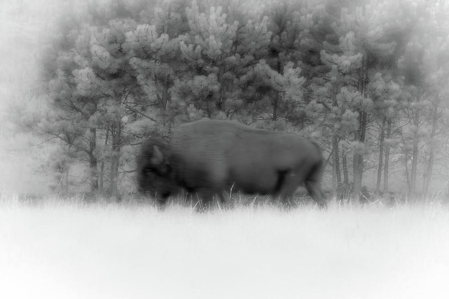 Buffalo In The Fog Photograph by Aaron Geraud