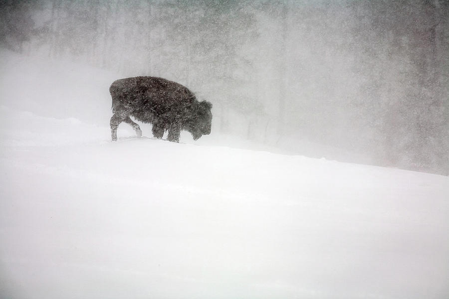 Buffalo in Winter Storm Photograph by Craig J Satterlee