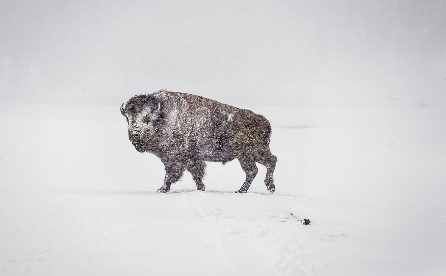 Buffalo in Yellowstone Winter Photograph by Craig J Satterlee