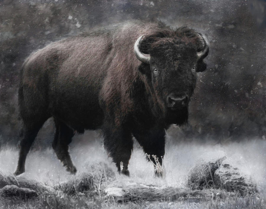 Buffalo Pyrography by Jodie Gisinger - Fine Art America