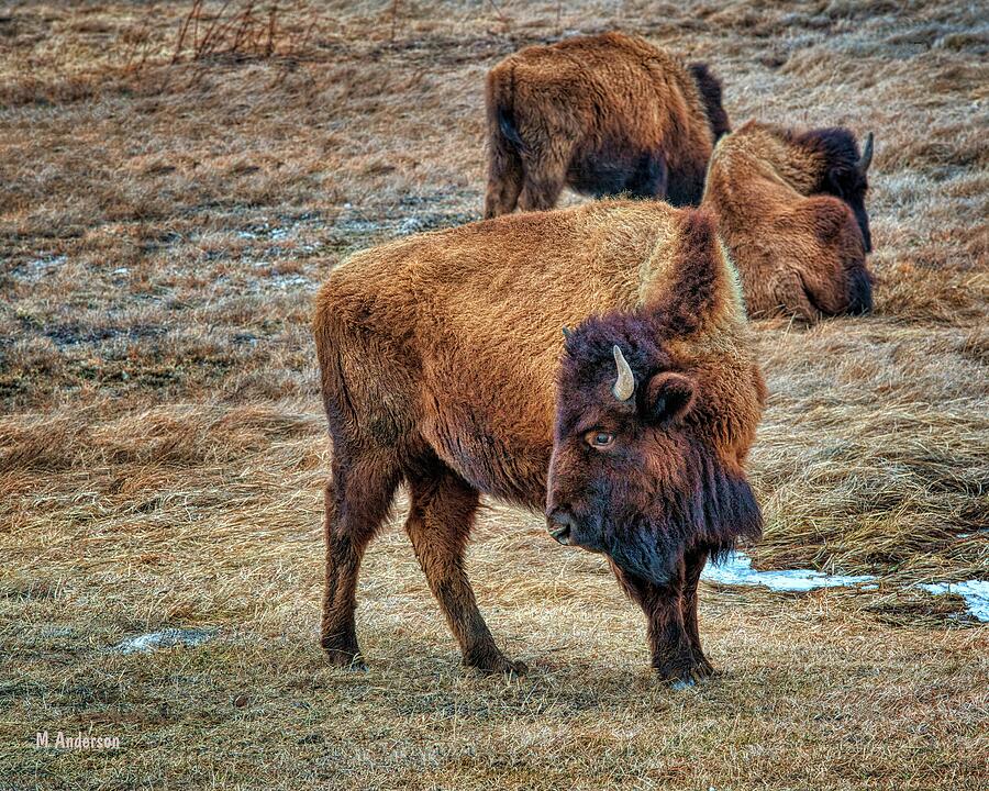 Buffalo Looking Back Photograph By Michael R Anderson - Fine Art America