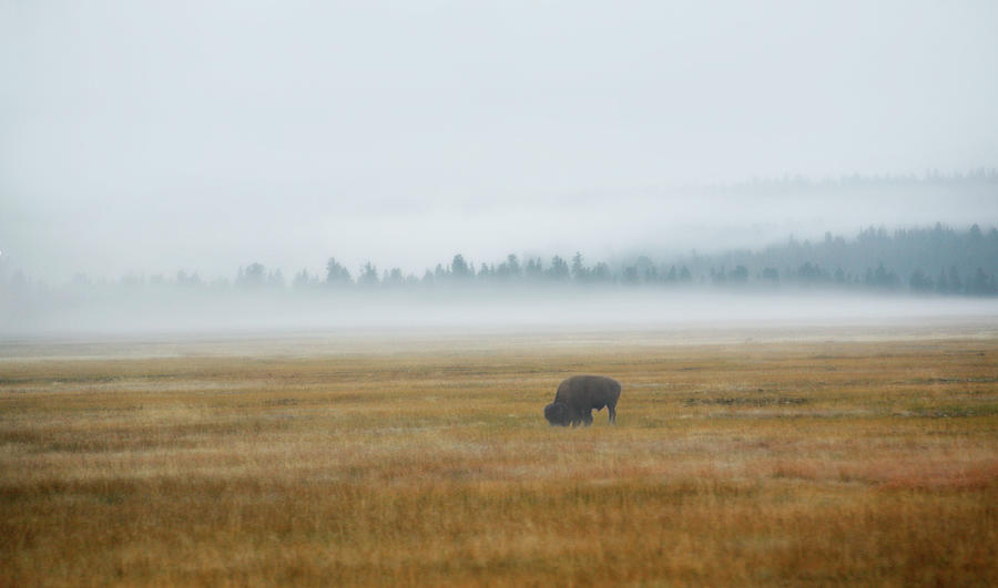 Buffalo Morning Photograph by Marilyn Hunt