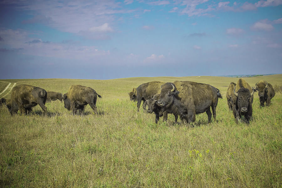 Buffalo On The Kansas Plains Photograph by Steven Bateson