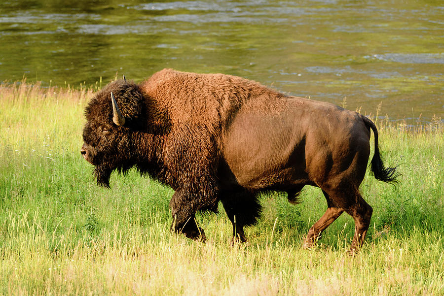 Buffalo on the Move Photograph by Tara Krauss