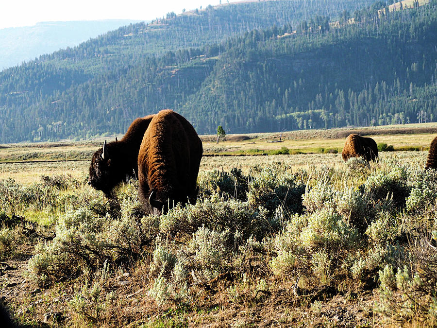 Buffalo on the Plains Photograph by Alex Hunt - Fine Art America