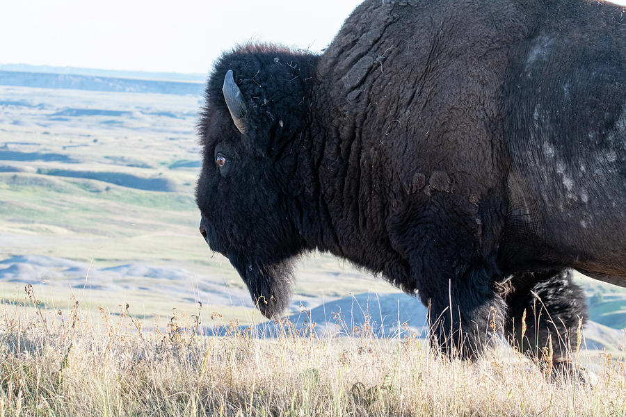 Buffalo Overlooking The Badlands Photograph By Bridget Waldron Fine