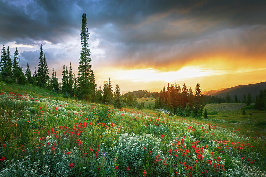 Colorado Rockies Photograph - Buffalo Pass Wildflowers by Wasatch Light