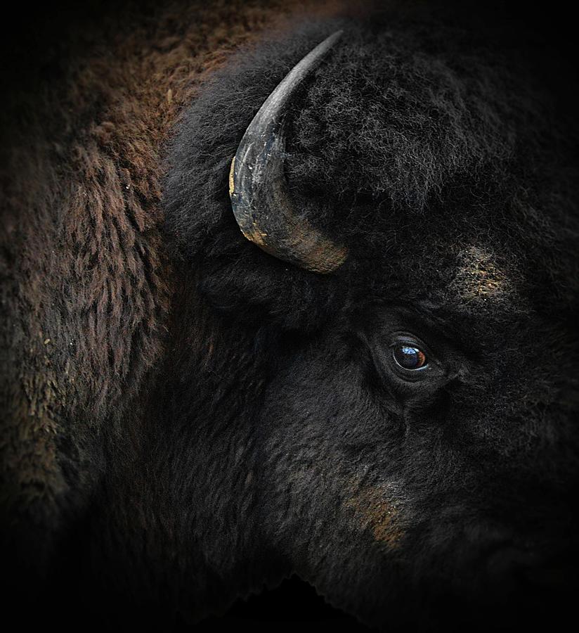 Buffalo Portrait Face Right Photograph By Renee Townsend Fine Art   Buffalo Portrait Face Right Renee Townsend 