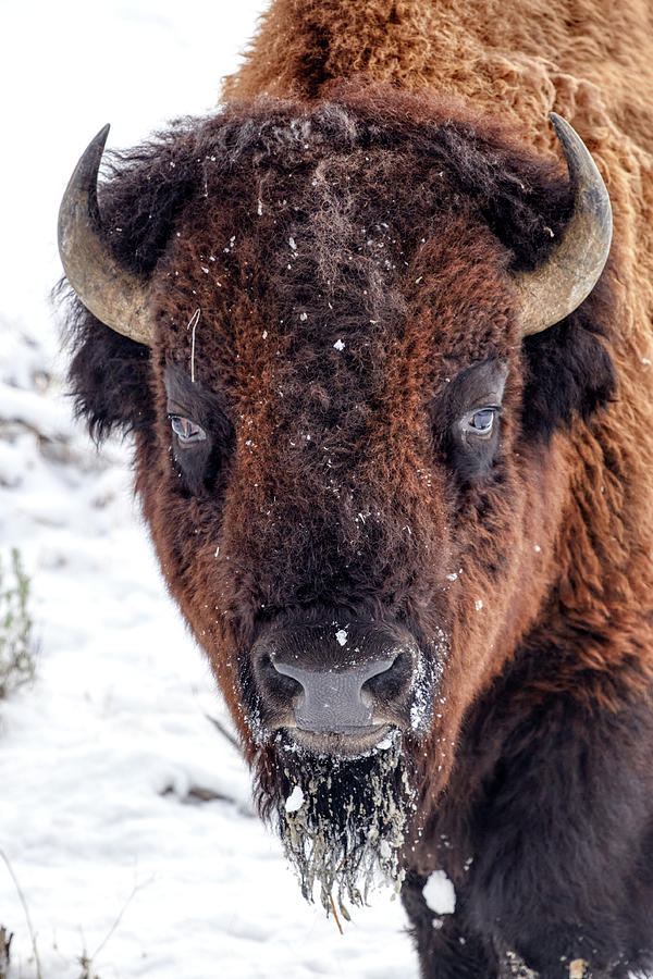 Buffalo Portrait Photograph by Paul Freidlund