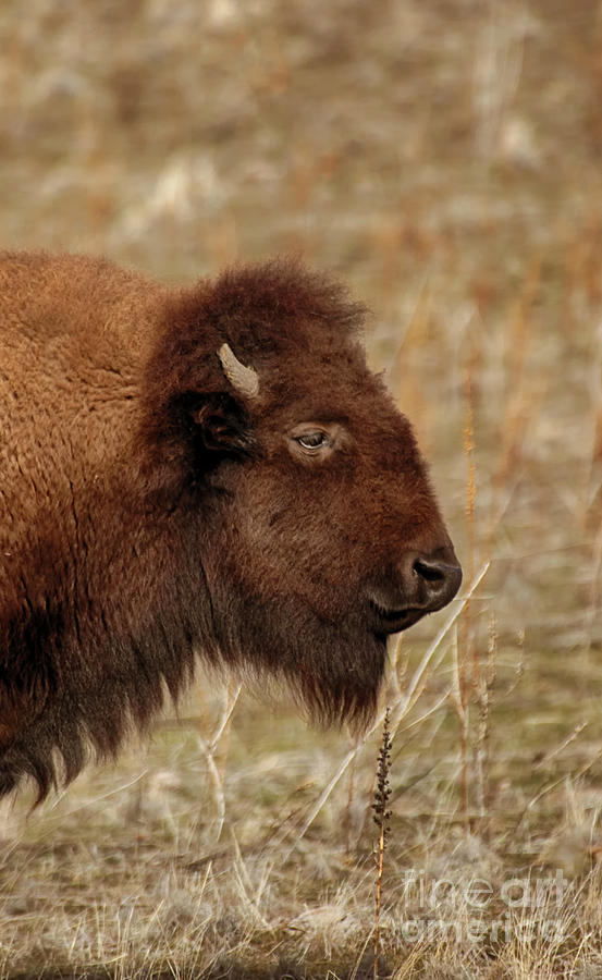 Buffalo Portrait  Photograph by Ruth Jolly