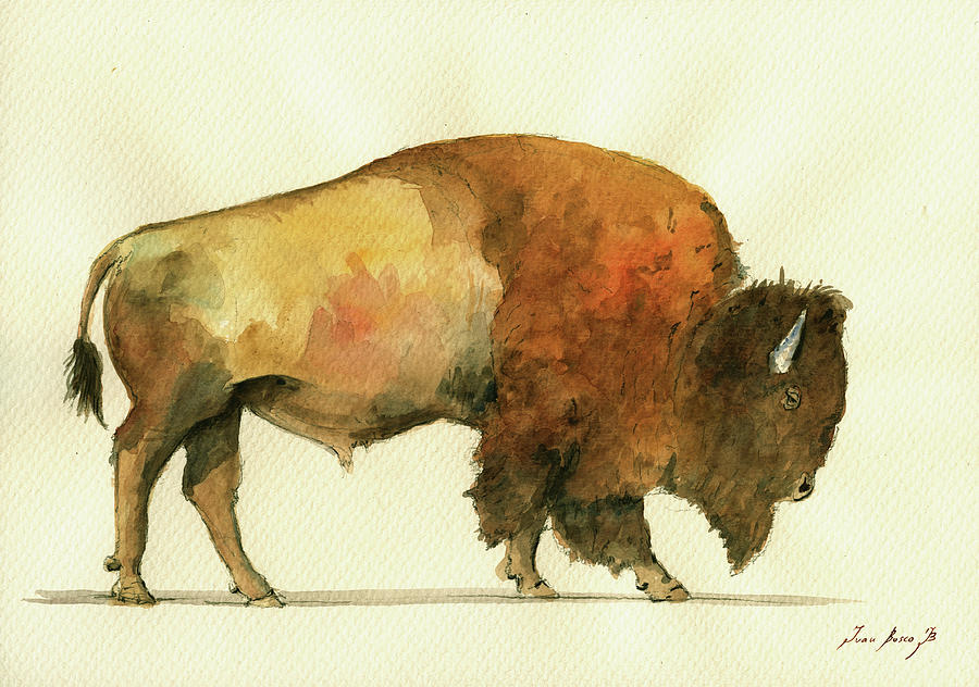 Buffalo Illustration Painting - Buffalo poster by Juan Bosco