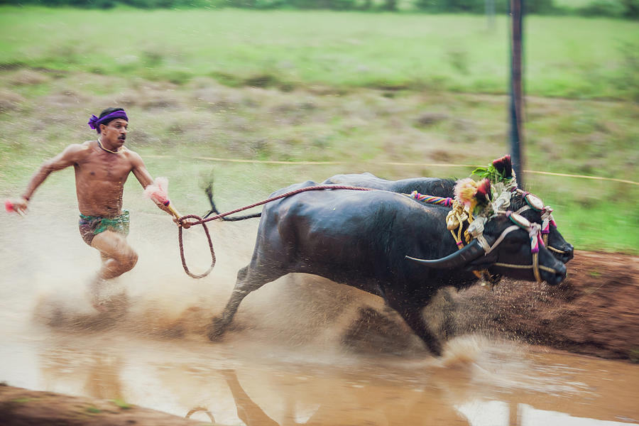 Kambala Photograph - Buffalo Race by Nila Newsom