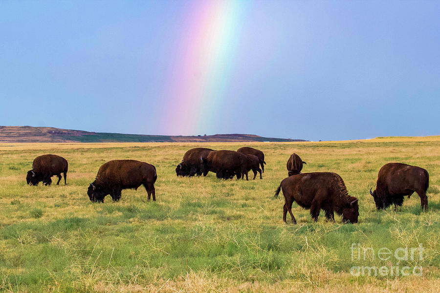 Buffalo Rainbow Photograph by Shirley Dutchkowski