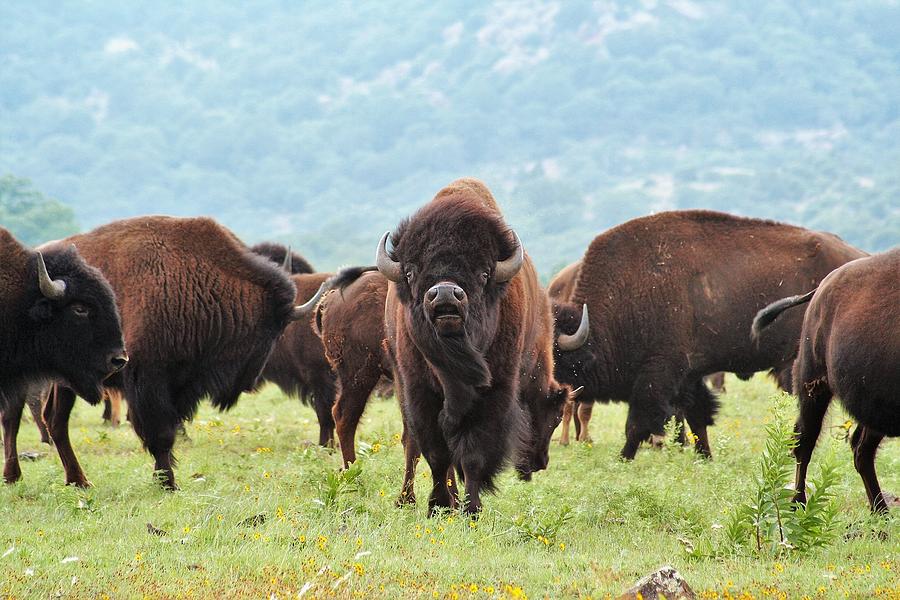 Buffalo Roam Photograph by Pam Neilands