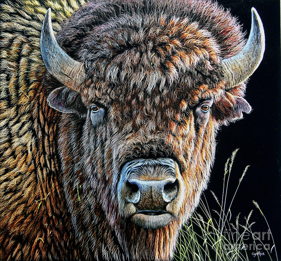 Buffalo Scratchboard Painting by Cynthie Fisher