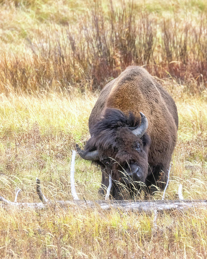Buffalo Scratching Its Face Against a Fallen Branch Photograph by Belinda Greb