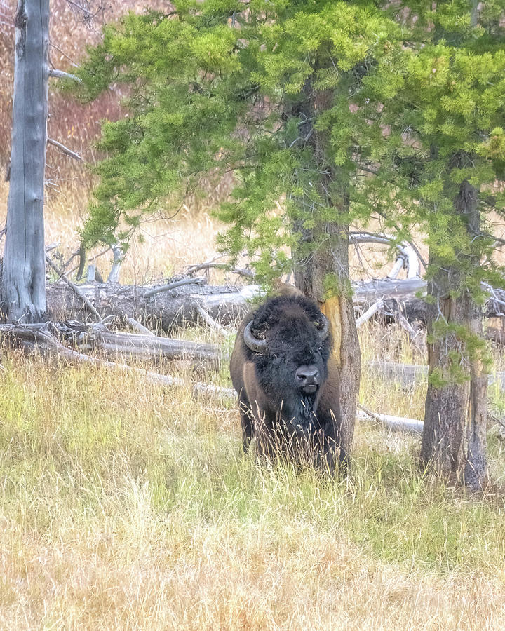 Buffalo Scratching Itself Against a Tree Photograph by Belinda Greb