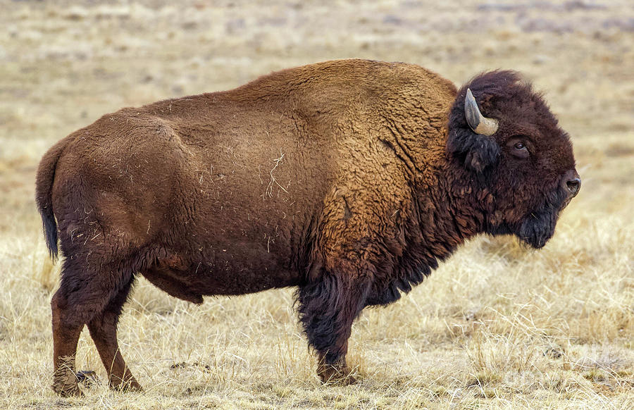 Buffalo Photograph by Shirley Dutchkowski