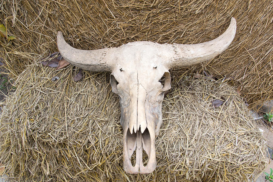 Buffalo Skull On Rice Straw Photograph by Myibean