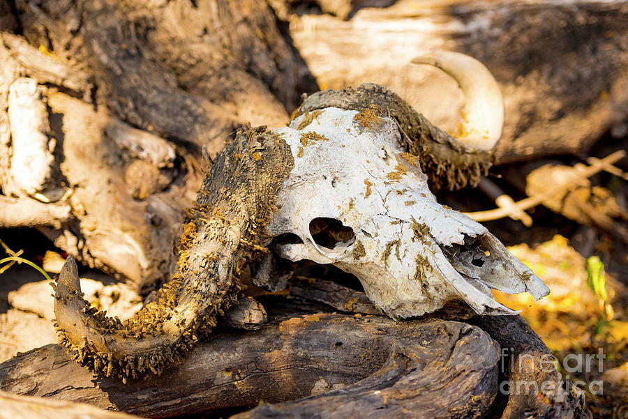 Buffalo Photograph - Buffalo Skull by THP Creative