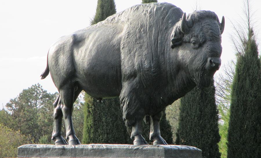 Buffalo statue at Pioneers Park Photograph by Kathy Horn