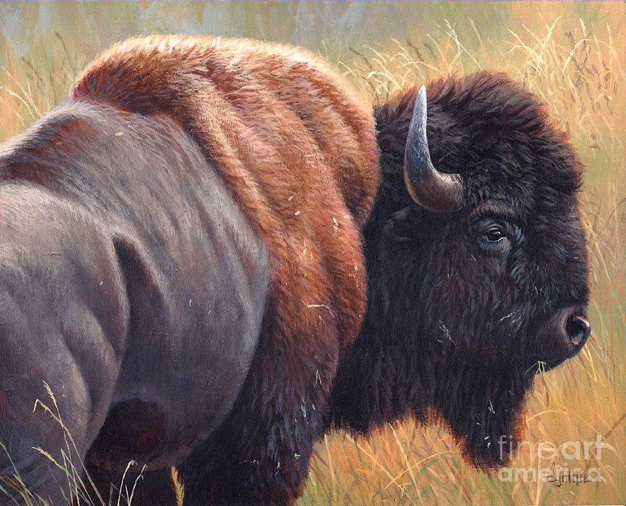 Buffalo Study Painting by Cynthie Fisher