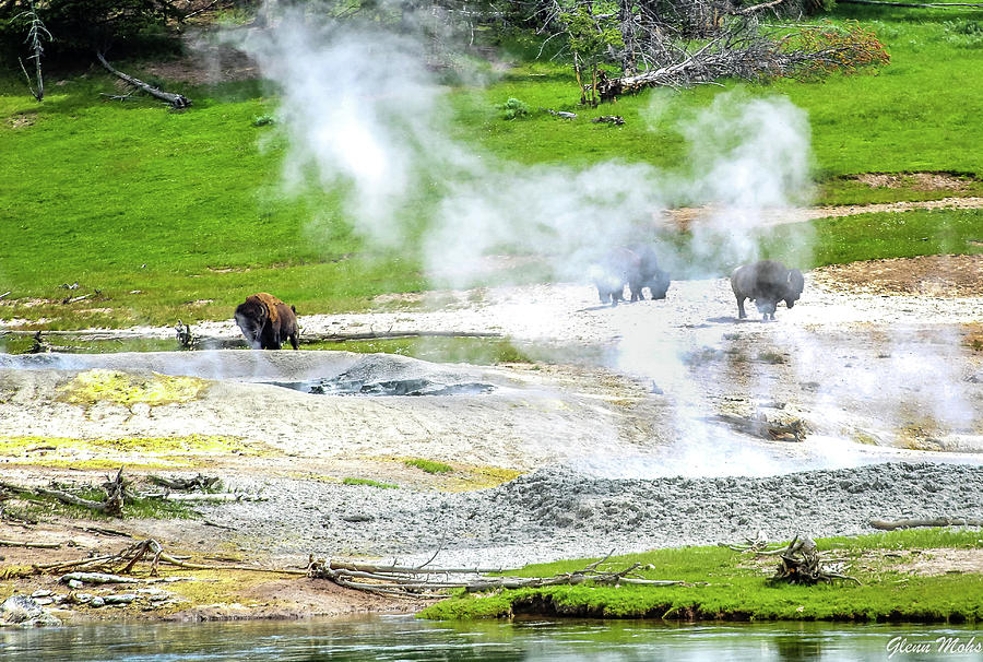 Buffalo taking a Steam Photograph by GLENN Mohs