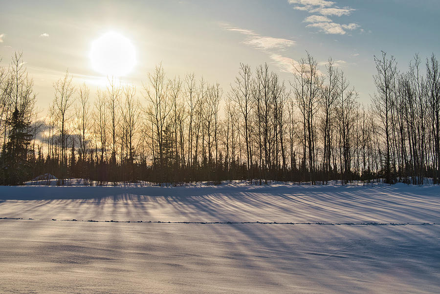 Buffalo Tracks in Fresh Snow Photograph by Cathy Mahnke