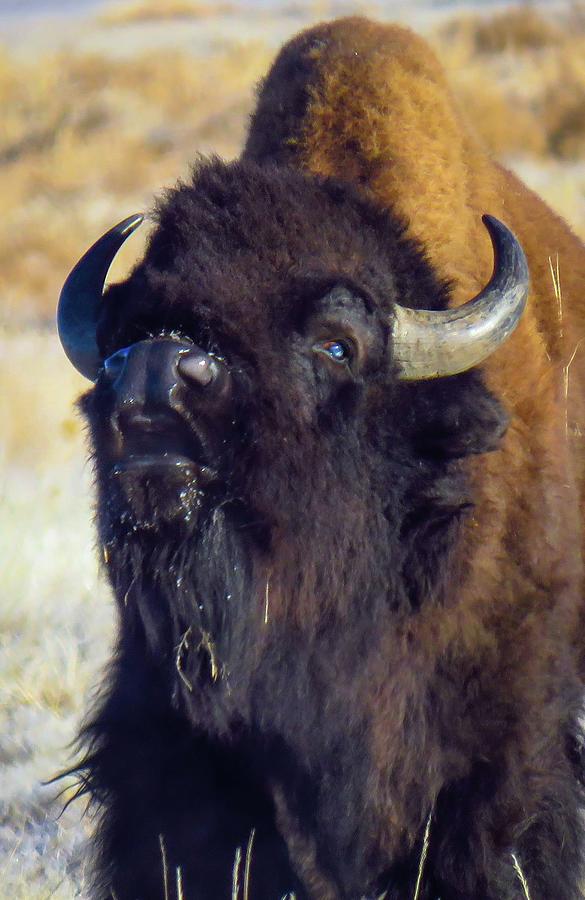 Buffalo Wild Photograph