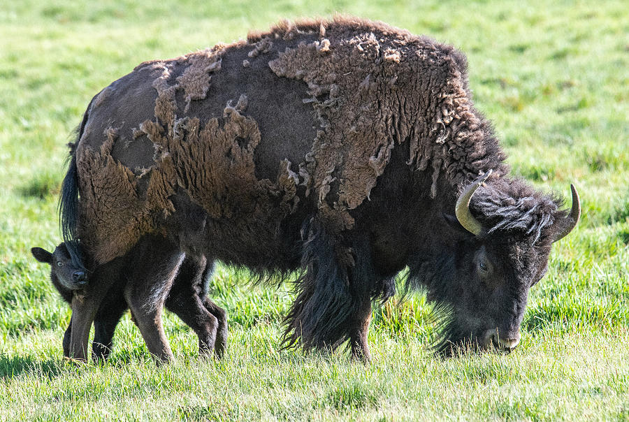 Buffalo with baby beefalo Digital Art by Tammy Keyes