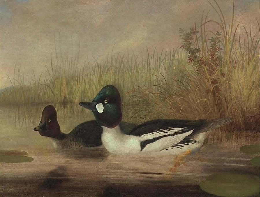 Buffel Head Ducks Drawing by Isaac Sprague - Fine Art America