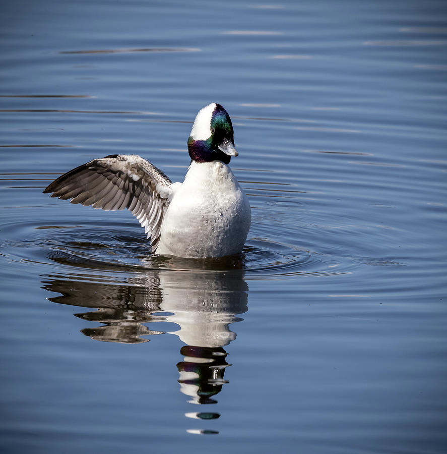 Bufflehead Back Wing Stretch Photograph by Jean Noren