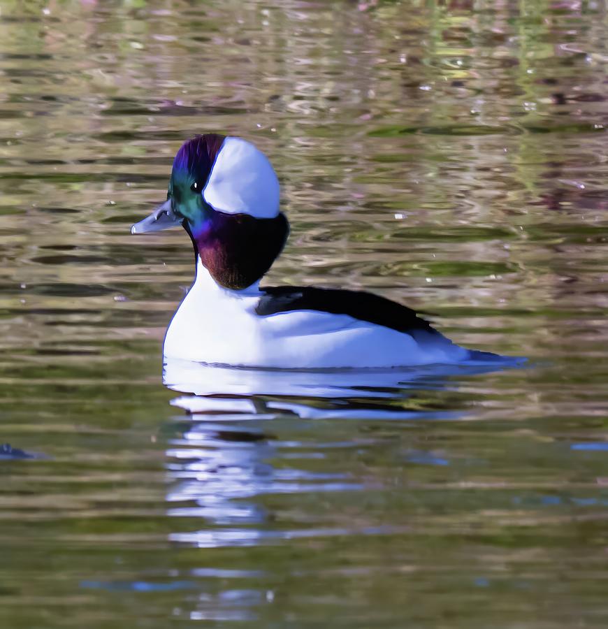 Bufflehead Duck Photograph by Franklin Baker - Fine Art America