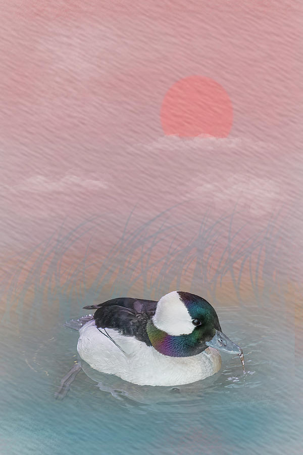 Bufflehead Duck - Watercolor Sunset Photograph by Patti Deters