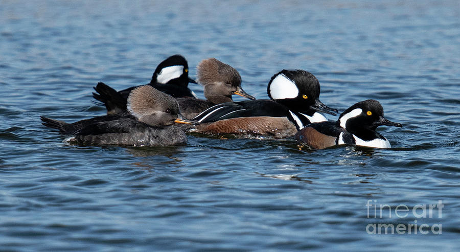 The Fishing Crew - Hooded Mergansers  Photograph by Dale Powell