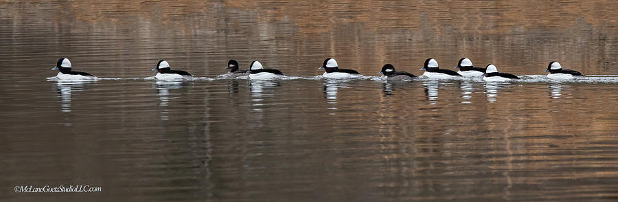 Bufflehead Ducks In A Row Photograph